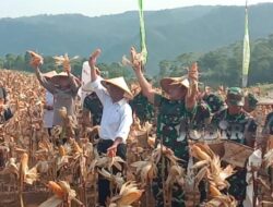 Food Estate Ciemas Panen Raya, KASAD dan Kementan Ikut Memanen Singkong dan Jagung