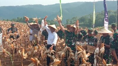 Food Estate Ciemas Panen Raya, KASAD dan Kementan Ikut Memanen Singkong dan Jagung