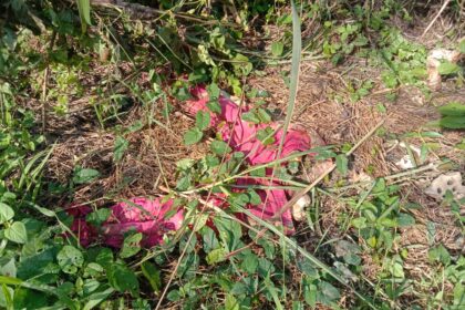 Penemuan Tengkorak di Sukabumi