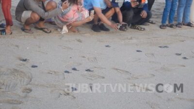 Pelepasan Tukik di Pantai Pangumbahan Buat Pengunjung Kagum