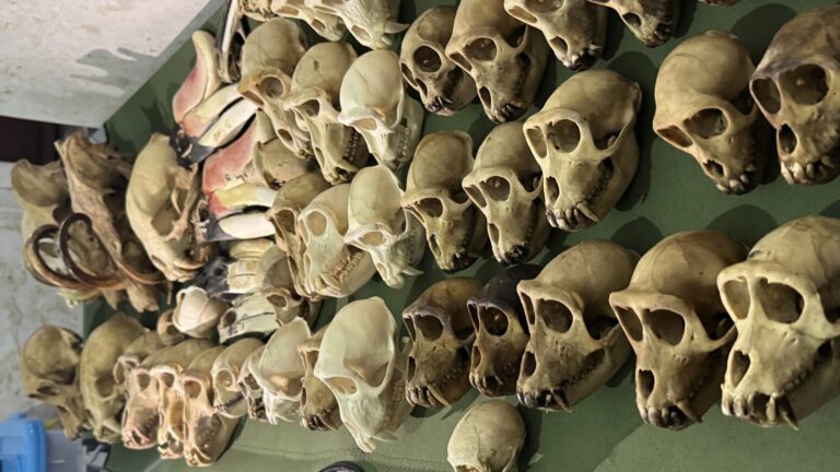 2 Pelaku Perdagangan Online Tubuh Satwa Dilindungi Ditangkap di Sukabumi