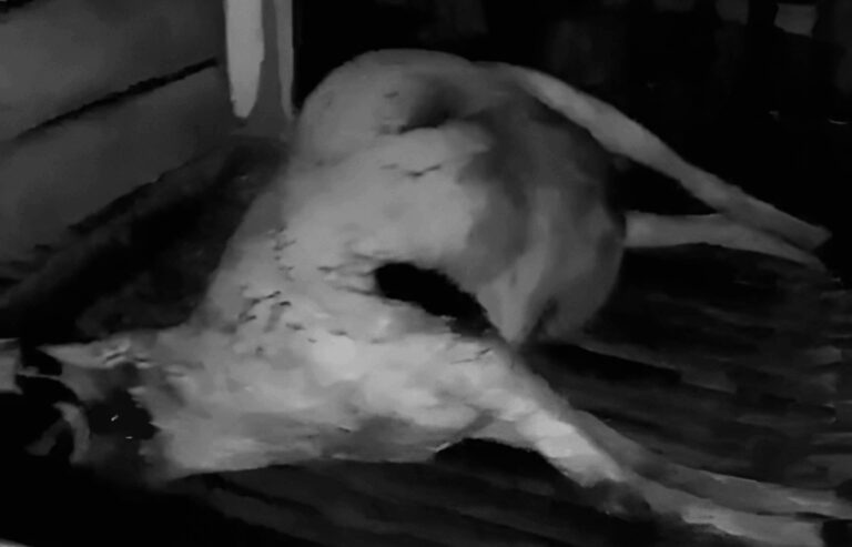 Pencurian Ternak Modus Sembelih di Kandang Terjadi di Surade Sukabumi, 4 Kambing Raib 3 Mati