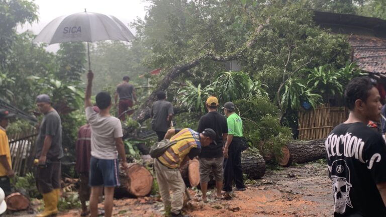 Cerita Warga Palabuhanratu Kala Pohon Mahoni Tumbang Timpa Rumahnya Saat Hujan Deras
