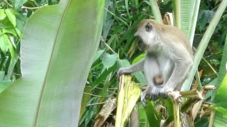 Diserbu Setiap Hari, Kawanan Monyet Liar Rusak Lahan Petani di Cireunghas
