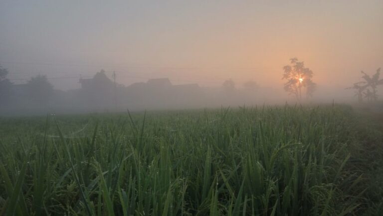 BMKG Ungkap Penyebab Musim Kemarau di RI Belum Sepenuhnya Merata