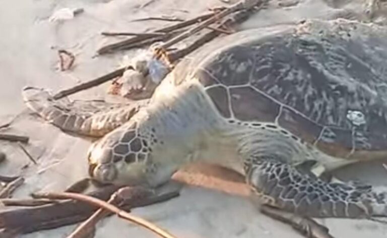Tragedi Penyu Terdampar di Ujunggenteng: Cermin Rentannya Ekosistem Laut Sukabumi Selatan