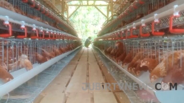 Video: Perkuat Ketahanan Pangan, BUMDes Barokah Desa Ciparay Sukabumi Luncurkan Program Seribu Ayam Petelur