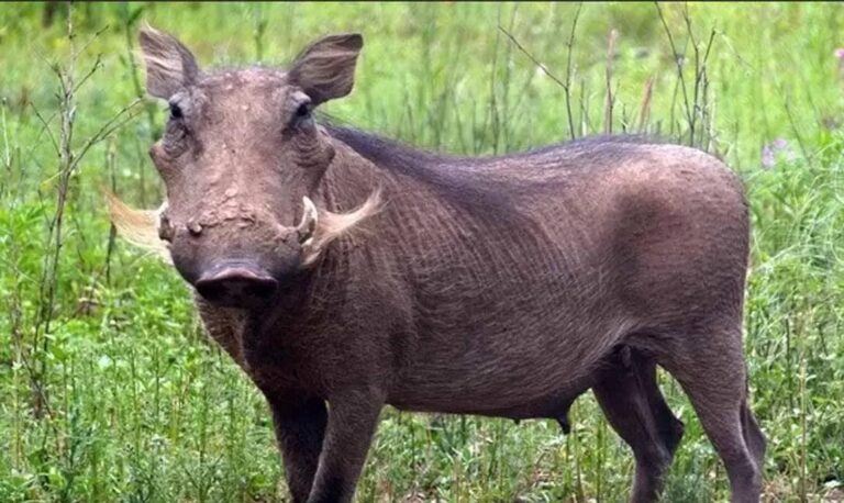 Petani Luka Diseruduk Babi Hutan di Pangumbahan, Warga Bantah Isu Pemburu Liar Bikin Resah