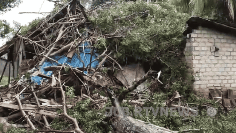 Video: Tertimpa Pohon Tumbang, Rumah Milik Lansia di Jampangkulon Sukabumi Rusak Parah