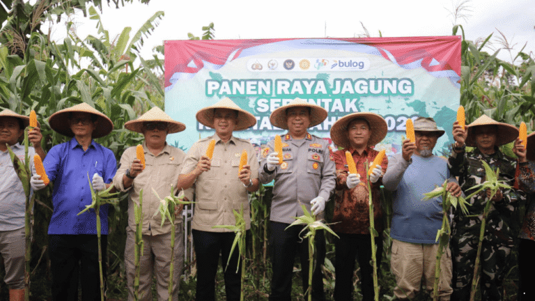 Panen Raya Jagung Serentak Kuartal I di Nagrak, Keseriusan Sukabumi Dukung Swasembada Pangan 2026
