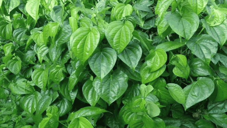 Mengenal Beragam Manfaat Daun Sirih, Tanaman Herbal Tradisional Kaya Khasiat