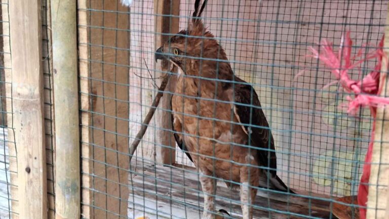 Elang Jawa Tabrak Kaca Jendela di Nagrak Sukabumi, Begini Kondisinya