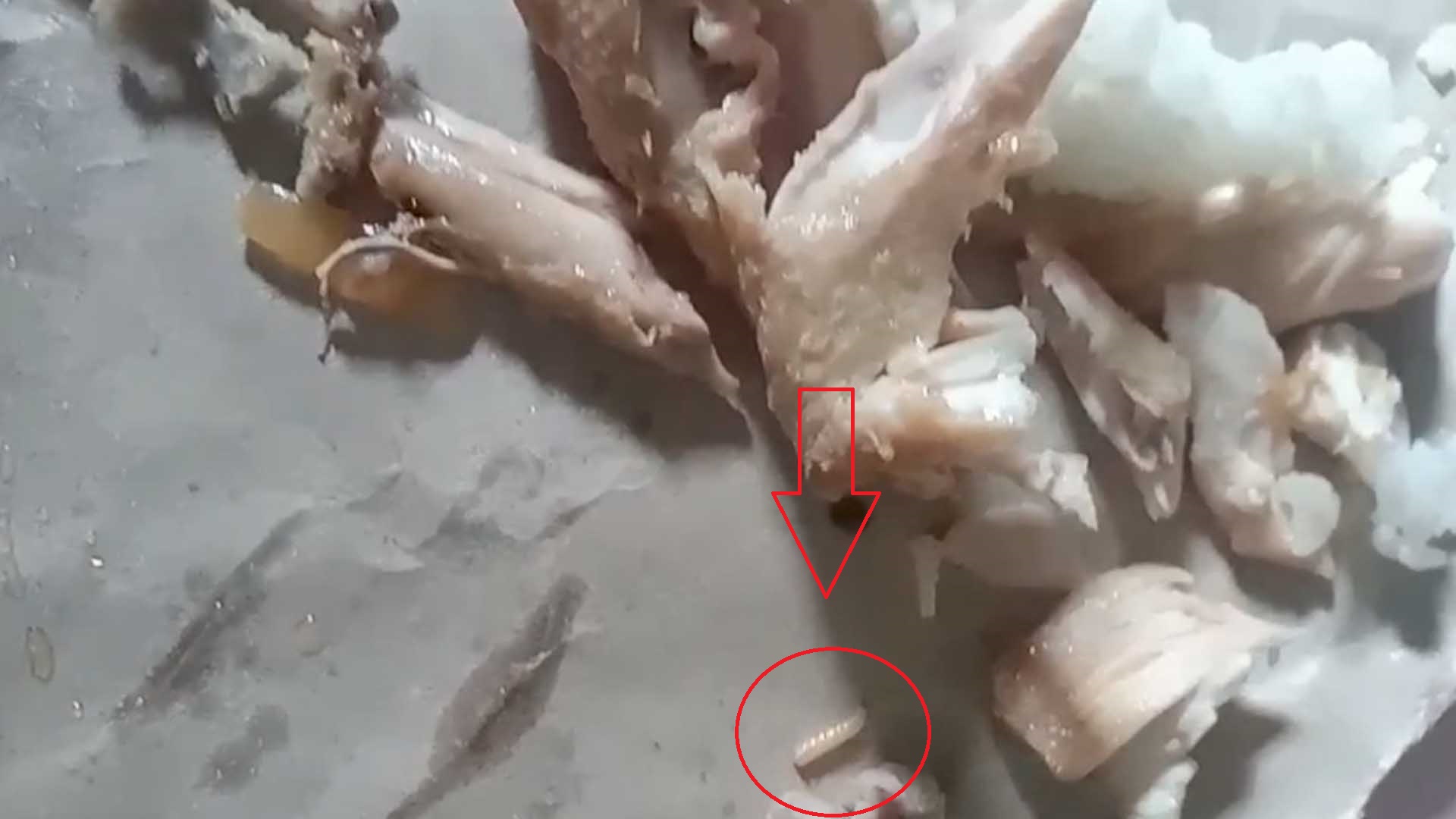 Tangkapan layar video yang menampilkan ada belatung hidup di dalam menu ayam MBG yang dibagikan kepada siswa PAUD di Kecamatan Palabuhanratu, Kabupaten Sukabumi. | Foto: Ist