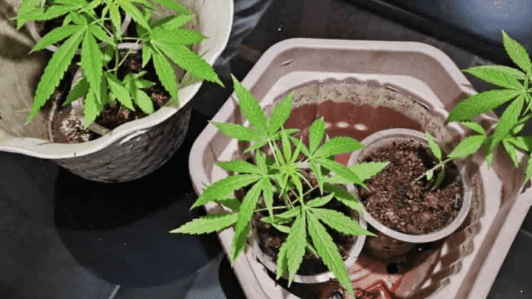 Kasus Ganja Ditanam Dalam Pot di Sukabumi, Polisi Sebut Salah Satu Tersangka Relawan Dapur MBG