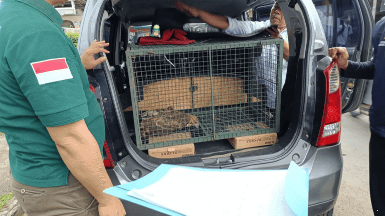 BBKSDA Evakuasi Elang Jawa yang Tabrak Kaca di Nagrak Sukabumi