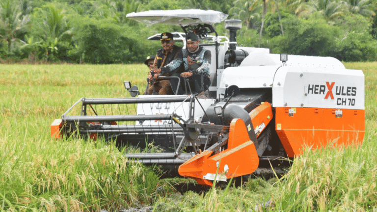 Ciemas Jadi Salah Satu Penopang Swasembada Pangan Kabupaten Sukabumi, Produktivitas Padi Lampaui Rata-rata Daerah
