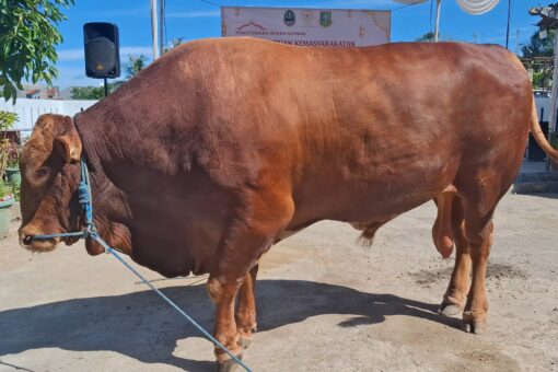 Sapi kurban Banmas Presiden Prabowo Subianto di Kota Sukabumi.
