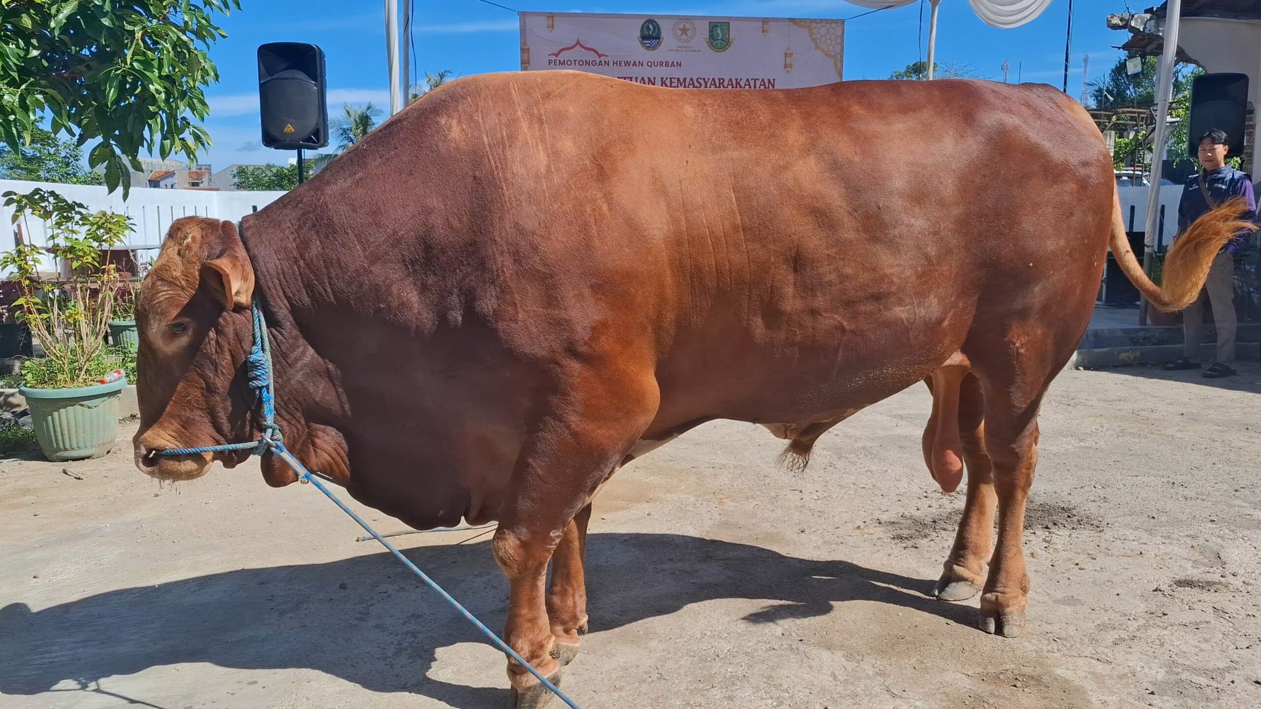 Sapi kurban Banmas Presiden Prabowo Subianto di Kota Sukabumi.