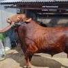 Sapi kurban pilihan Prabowo
