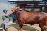 Sapi kurban pilihan Prabowo