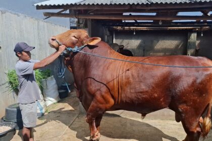 Sapi kurban pilihan Prabowo