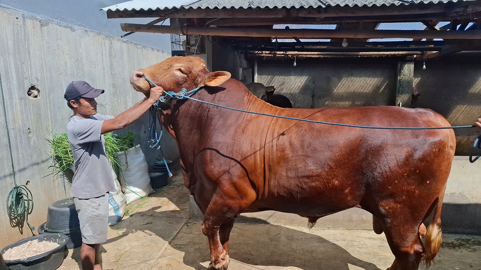 Sapi kurban pilihan Prabowo