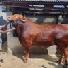 Sapi