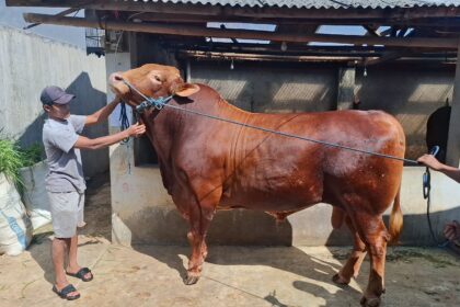 Sapi