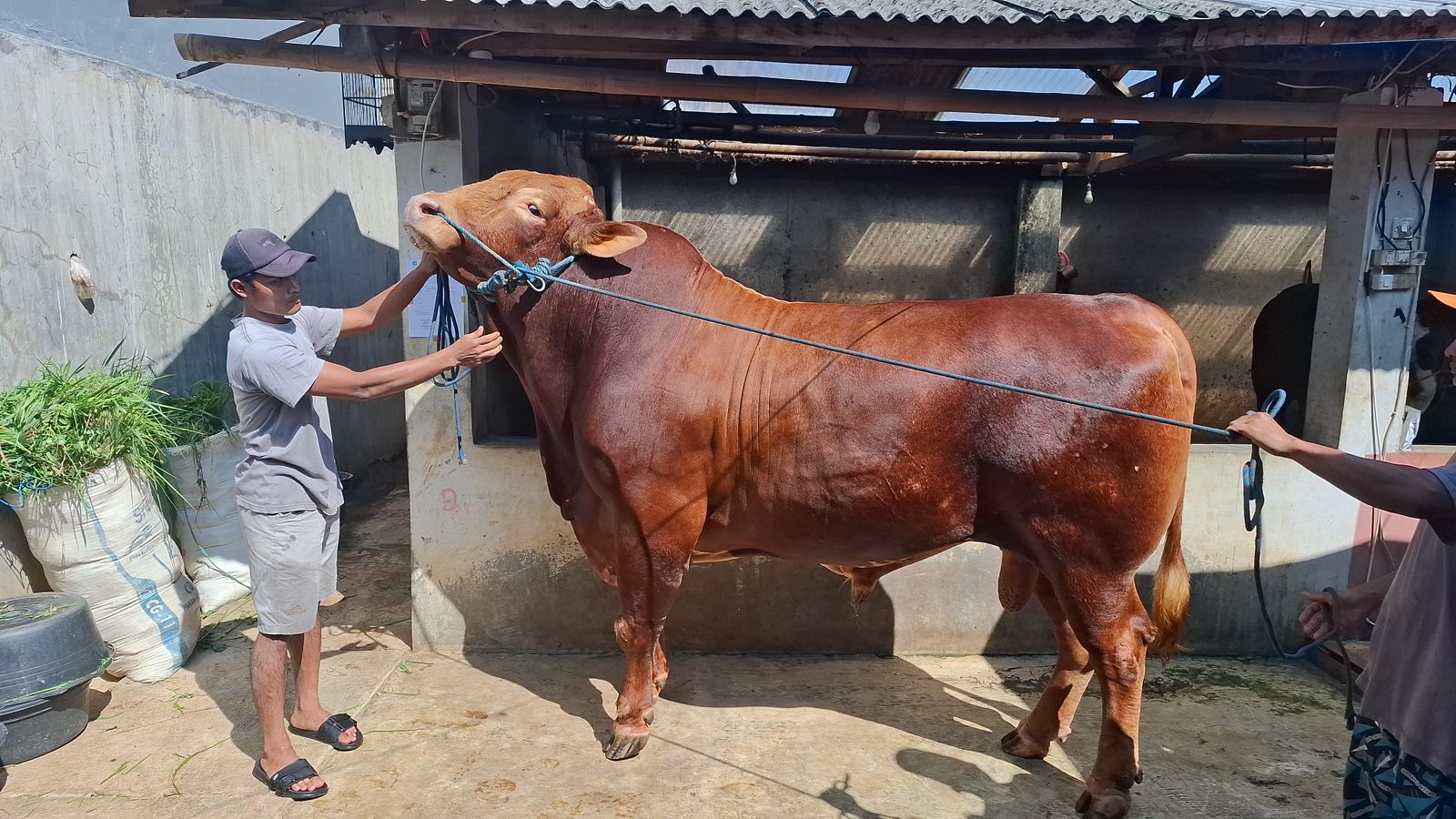 Sapi