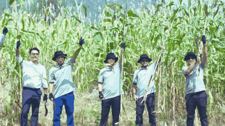 Panen Raya Sorgum di Ciemas, Wabup Sukabumi Dorong Energi Terbarukan dan Kesejahteraan Petani