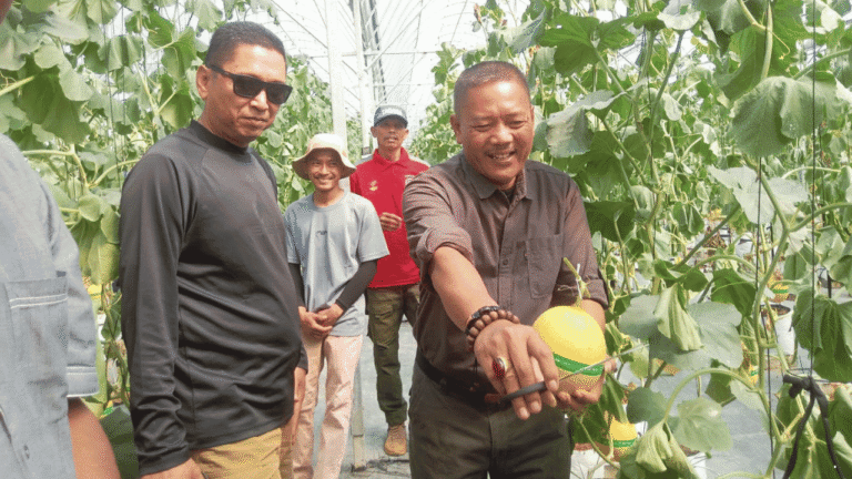 Wisata Petik Melon Premium Resmi Dibuka, Cisolok Sukabumi Kembangkan Agrowisata Berbasis Pertanian