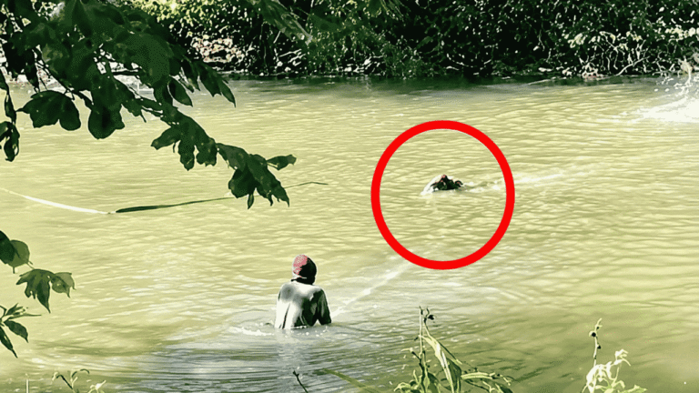Di Balik Video Viral Buaya Serang Anak Sapi di Situ Habibi Sukabumi, Warga Ternyata Sudah Bertahun-tahun Hidup Berdampingan