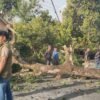 Pohon Tumbang Angin Kencang