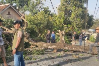 Pohon Tumbang Angin Kencang