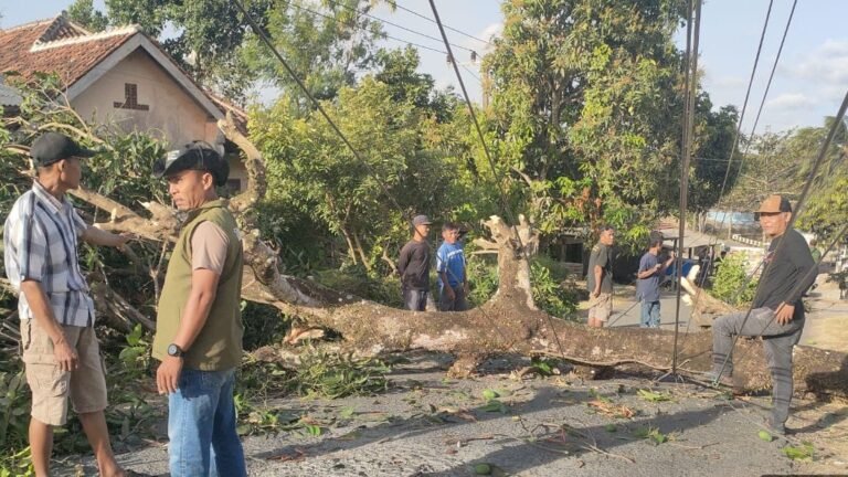 Pohon Tumbang Angin Kencang