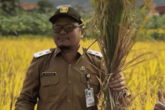 Panen Perdana Padi PM AAS di Citepus Capai 10,72 Ton per Hektare, Distan Sukabumi Kaji Peluang Pengembangan