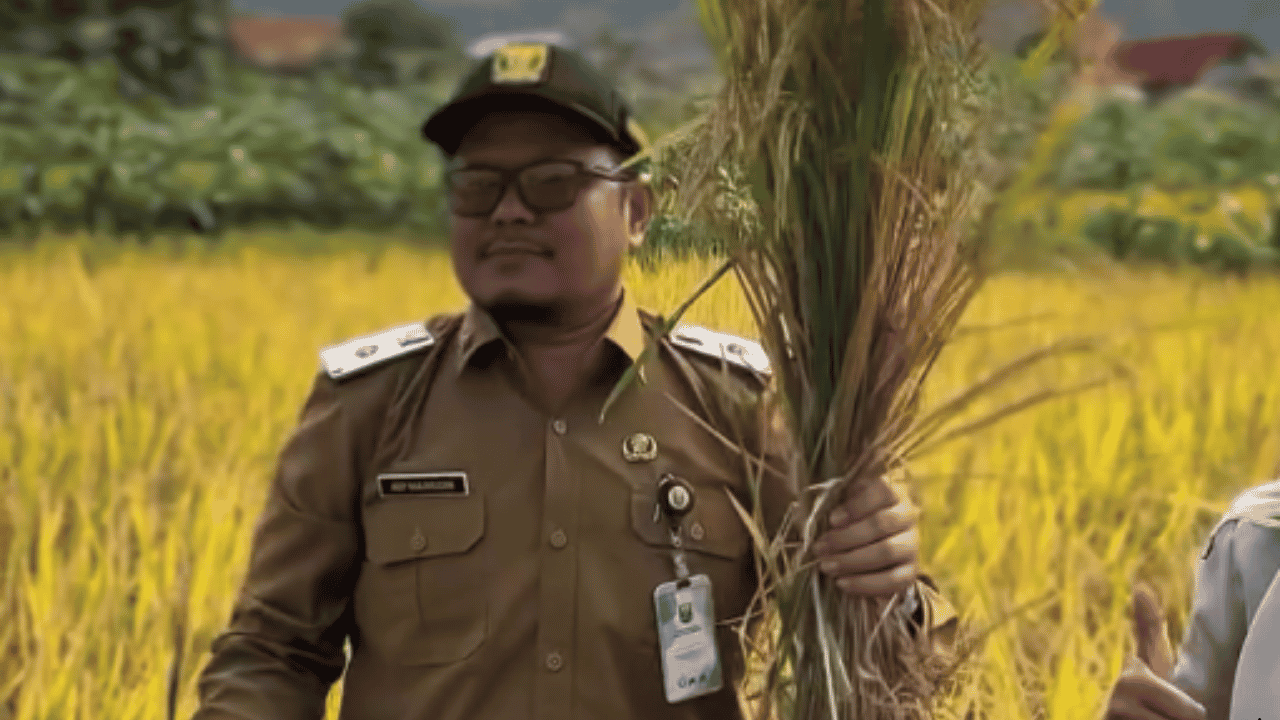 Panen Perdana Padi PM AAS di Citepus Capai 10,72 Ton per Hektare, Distan Sukabumi Kaji Peluang Pengembangan