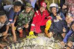 Buaya Sungai Cimandiri Sukabumi Terjerat Jaring, Warga Sebut Masih Ada Satu Ekor Lagi