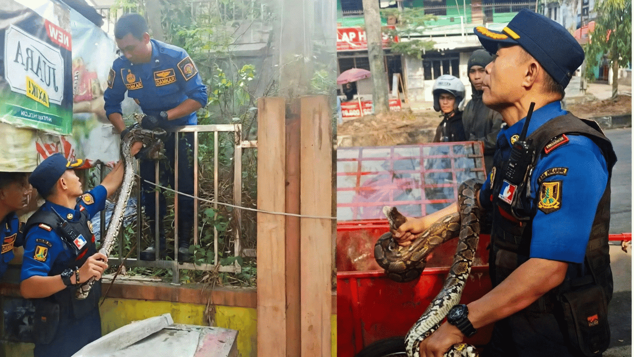 Ular Sanca 3 Meter Berkeliaran di Belakang Warung Dekat RSUD Palabuhanratu Sukabumi, Damkar Lakukan Evakuasi