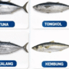 Diskan Sukabumi Edukasi Masyarakat soal Histamin pada Ikan, Kenali Gejala dan Cara Pencegahannya