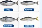 Diskan Sukabumi Edukasi Masyarakat soal Histamin pada Ikan, Kenali Gejala dan Cara Pencegahannya