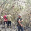 Kebakaran lahan pinus