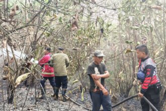 Kebakaran lahan pinus