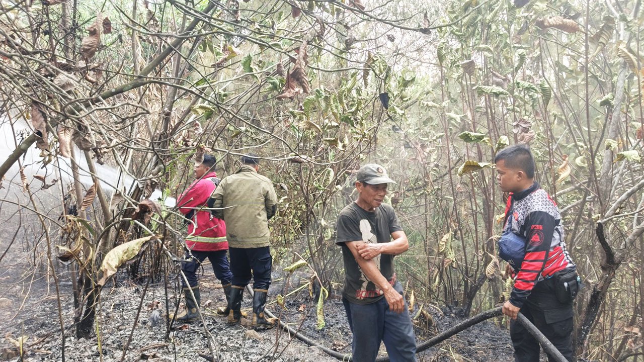 Kebakaran lahan pinus