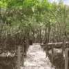 Mangrove Pantai Cikadal Punya Potensi Wisata Edukasi, Dispar Sukabumi Dorong Pengembangan