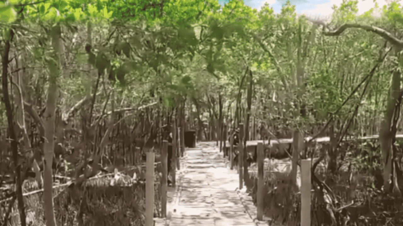 Mangrove Pantai Cikadal Punya Potensi Wisata Edukasi, Dispar Sukabumi Dorong Pengembangan