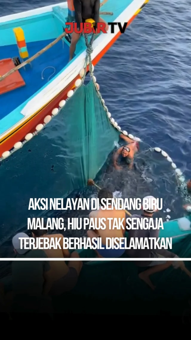 Seekor hiu paus (Rhincodon typus) tersangkut jaring nelayan saat melaut di kawasan Pantai Sendang Biru, Kabupaten Malang, pada Jumat (10/4/2026).

Peristiwa ini terjadi secara tidak sengaja ketika nelayan tengah mencari ikan seperti biasa. Jaring yang ditebar justru menangkap satwa laut berukuran besar tersebut, sehingga proses evakuasi pun berlangsung cukup menantang.

Menyadari bahwa hiu paus merupakan satwa dilindungi, para nelayan berupaya melepaskannya kembali ke laut. Setelah melalui proses yang tidak mudah, hiu paus akhirnya berhasil dilepaskan dalam kondisi aman.

Aksi nelayan ini mendapat apresiasi karena dinilai turut menjaga kelestarian satwa laut, terutama di kawasan yang menjadi habitat berbagai biota laut besar.

Sc : Berbagai Sumber
Editor : Tino

#jubirtv #jubirtvnewscom #hiupaus #malang #sendangbiru #satwaliar #lautindonesia #konservasi #beritaterkini #infoviral #indonesia