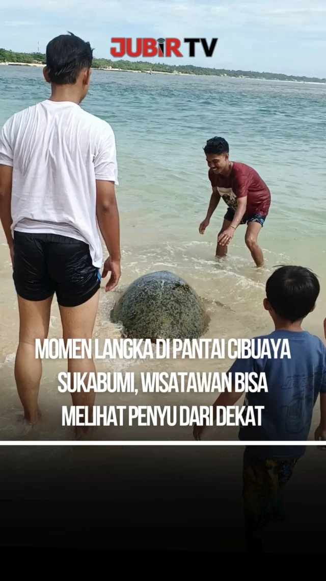 Momen langka terjadi di Pantai Cibuaya, Kecamatan Ciracap, Kabupaten Sukabumi, Minggu (12/4/2026).

Sejumlah penyu terlihat muncul di bibir pantai dan langsung menarik perhatian wisatawan. Bahkan, sebagian pengunjung sempat berinteraksi langsung dan mengabadikan momen tersebut.

Diduga, penyu yang muncul merupakan jenis penyu hijau yang memang kerap terlihat di kawasan pesisir selatan Sukabumi.

Meski menarik, pengunjung diimbau untuk tetap menjaga jarak dan tidak mengganggu habitat penyu agar kelestariannya tetap terjaga.

Editor : Tino

#jubirtv #jubirtvnewscom #penyu #sukabumi #ciracap #pantaiindonesia #satwaliar #beritaterkini #infoviral #wisataalam #indonesia