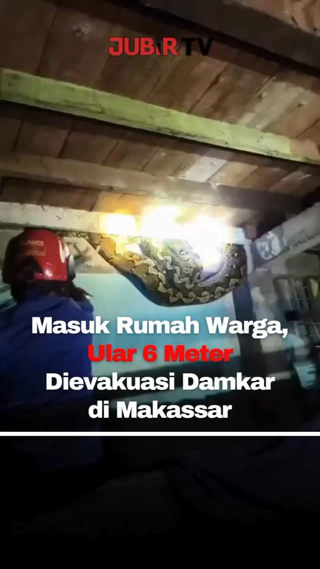 Seekor ular sanca batik sepanjang kurang lebih 6 meter ditemukan melilit bagian rumah panggung warga di Jalan Toddopuli 15, Kelurahan Borong, Kecamatan Manggala, Kota Makassar, pada Rabu (15/4/2026) malam.

Kemunculan ular tersebut sempat memicu kepanikan warga karena ukurannya yang besar dan berpotensi membahayakan. Warga kemudian melaporkan kejadian tersebut ke Dinas Pemadam Kebakaran dan Penyelamatan (Damkarmat) Kota Makassar.

Sebanyak empat personel tim rescue langsung diterjunkan ke lokasi. Proses evakuasi berlangsung sekitar 30 menit dengan bantuan warga, hingga ular berhasil diamankan dalam kondisi terkendali.

Selanjutnya, ular tersebut diserahkan ke Balai Konservasi Sumber Daya Alam (BKSDA) untuk dilepasliarkan ke habitat aslinya.

Warga diimbau untuk meningkatkan kewaspadaan, terutama di wilayah yang dekat dengan area rawa atau habitat satwa liar.

Sc : Berbagai Sumber
Editor : Tino

#jubirtv #jubirtvnewscom #makassar #ularsanca #satwaliar damkar beritaterkini infoviral indonesia rescue