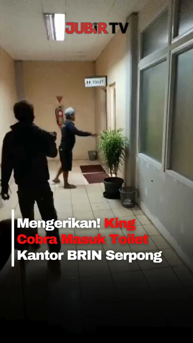 Aktivitas karyawan di kawasan BRIN Puspiptek Serpong, Tangerang Selatan, mendadak dibuat panik setelah seekor king cobra ditemukan berada di dalam toilet kantor, Selasa (12/5/2026).

Kemunculan ular berbisa berukuran besar itu kemudian viral di media sosial usai proses evakuasinya terekam video. Petugas yang datang ke lokasi langsung mengamankan area sekitar dan mengevakuasi ular dengan hati-hati karena king cobra dikenal memiliki racun neurotoksin berbahaya.

Diduga, ular masuk dari area hutan yang berada tak jauh dari lingkungan kantor. Beruntung tidak ada korban dalam kejadian tersebut.

Peristiwa ini juga menjadi pengingat bagi masyarakat agar tidak mencoba menangani ular berbisa sendirian dan segera menghubungi petugas berpengalaman saat menemukan satwa liar di sekitar lingkungan.

Sc : Berbagai Sumber
Editor : Tino

#jubirtv #jubirtvnewscom #kingcobra #ular #serpong #tangerangselatan #viralindonesia #ularberbisa #brin #videoviral #beritaviral #fypindonesia